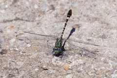 Erpetogomphus lampropeltis