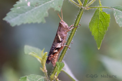 Xenocatantops brachycerus