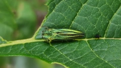 Agrilus sulcatulus