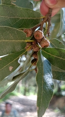 Quercus polymorpha