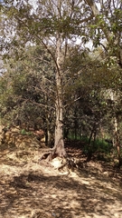 Quercus polymorpha