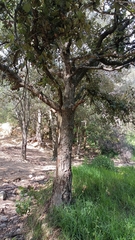 Quercus polymorpha