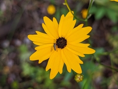 Coreopsis linifolia