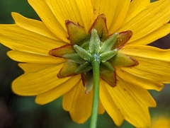 Coreopsis linifolia