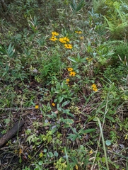 Coreopsis linifolia