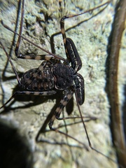 Amblypygi