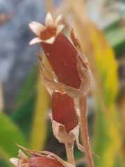 Dodecatheon