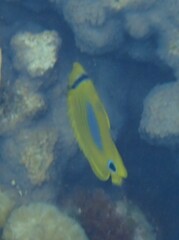 Chaetodon plebeius