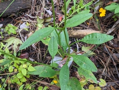 Coreopsis linifolia