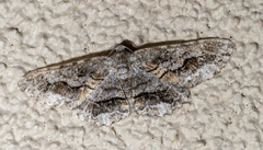 Stenoporpia vernata