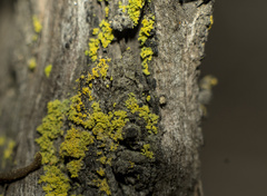 Candelariaceae