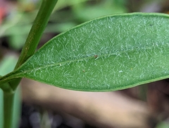 Coreopsis linifolia