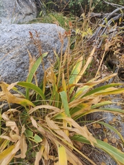 Dodecatheon