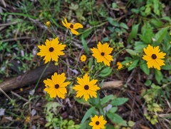 Coreopsis linifolia