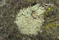Lecanora confusa