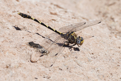 Progomphus borealis