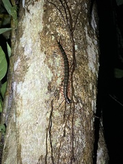 Scolopendra subspinipes