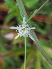 Eryngium integrifolium