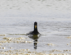 Fulica rufifrons