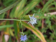 Eryngium integrifolium