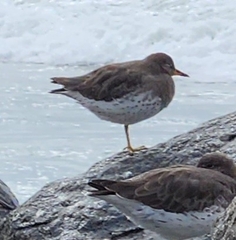 Calidris virgata