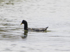 Fulica rufifrons
