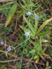 Eryngium integrifolium