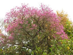 Handroanthus heptaphyllus