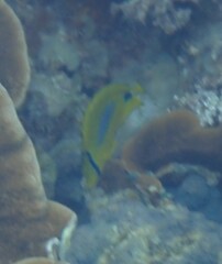 Chaetodon plebeius