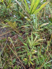 Eryngium integrifolium