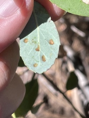 Aceria mackiei