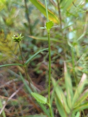 Eryngium integrifolium