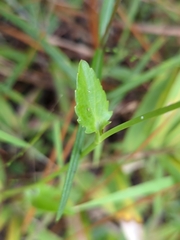 Eryngium integrifolium