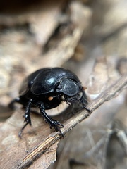 Geotrupes