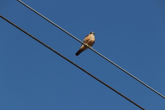 Falco longipennis