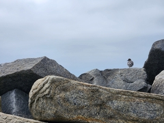 Calidris virgata
