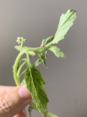 Solanum physalifolium nitidibaccatum