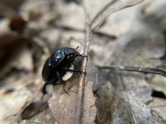 Geotrupes