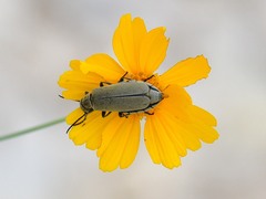 Epicauta callosa
