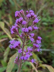 Carphephorus paniculatus