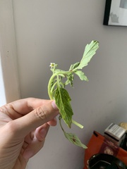 Solanum physalifolium nitidibaccatum