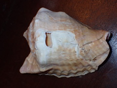 Lobatus peruvianus