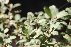 Aceria mackiei
