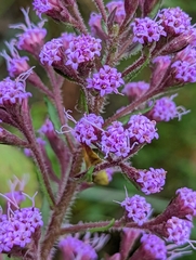 Carphephorus paniculatus