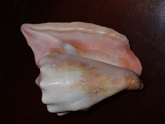 Lobatus peruvianus