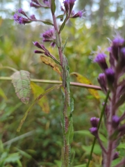 Carphephorus paniculatus