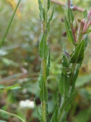 Carphephorus paniculatus