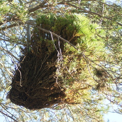 Phytoplasma trifolii