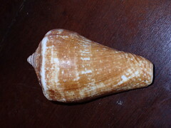 Titanostrombus galeatus