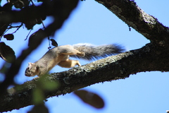 Sciurus oculatus